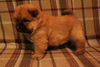 щенки из питомника